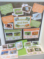 Spring - Animals & Their Young