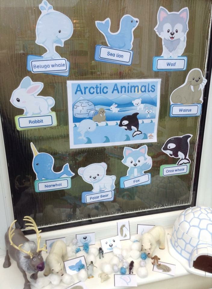 Arctic Animals - Display